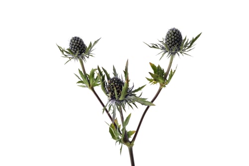 Preview: PNG, fresh flower, isolated on white background.