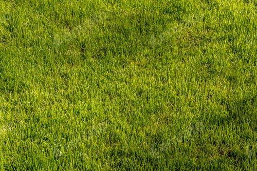Preview: Green grass texture background Top view