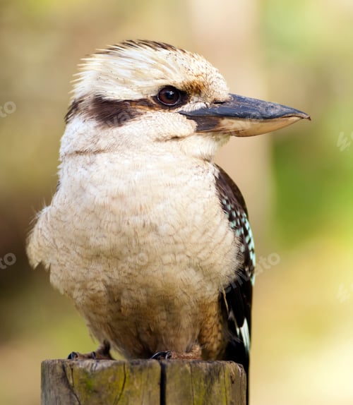 Preview: Kookaburra