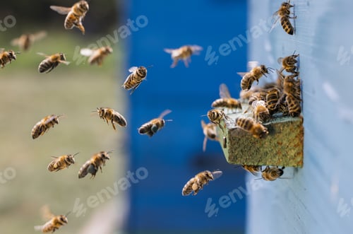 Preview: Honey bees fly near a beehive.
