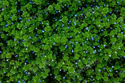 Preview: Spring grass texture with flowers