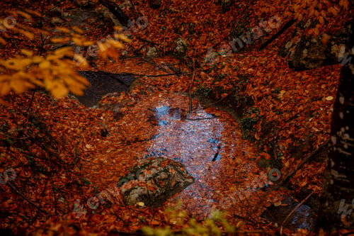 Preview: Close up image of orange autumn leaves at soft golden light.