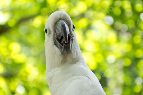 Preview: bird, cockatoo, pet, parrotsss