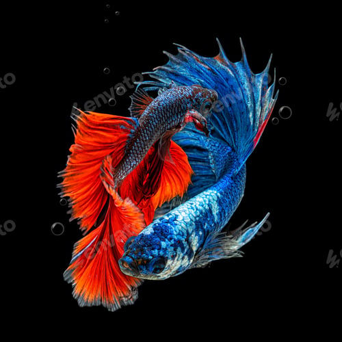 Preview: Movement beautiful of colorful siamese betta fish or half moon betta splendens fighting fish