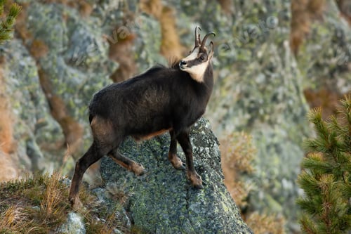 Preview: Tatra chamois climbing rocks in mountains in autumn nature