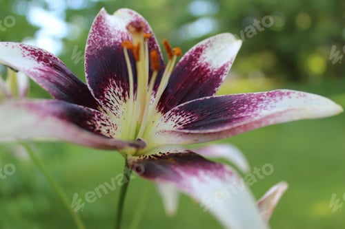 Preview: Vibrant white and purple Asiatic Lily blooming in a lush garden of vivid green grass