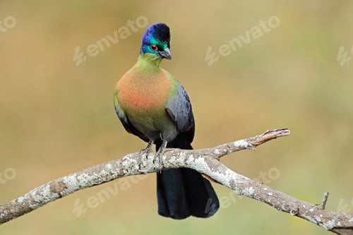 Preview: Colorful purple-crested turaco (Tauraco porphyreolophus), South Africa