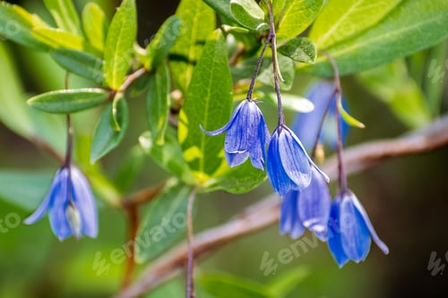 Preview: Bluebell Creeper flowers