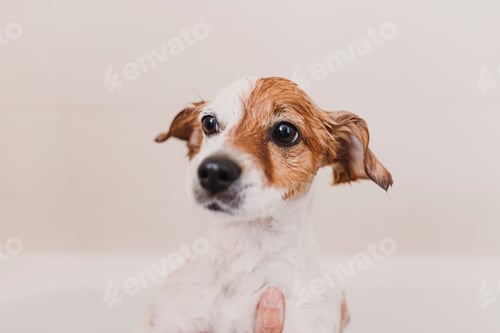 Preview: Adorable Dog Portrait with Wet Fur in Bathtub