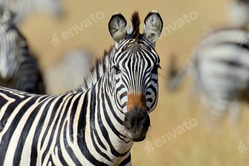 Preview: Zebra on grassland in Africa
