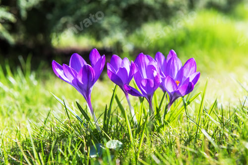 Preview: Spring flower crocus on green grass closeup