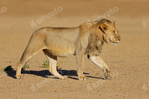 Preview: Walking young male African lion