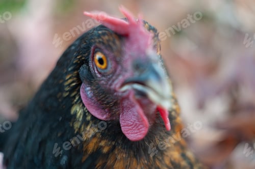 Preview: close-up portrait of a black hen, a surprised hen looks with an orange eye