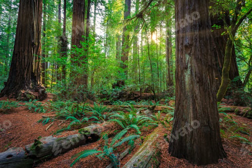 Preview: Views In The Redwood Forest At Redwoods National And State Parks In California