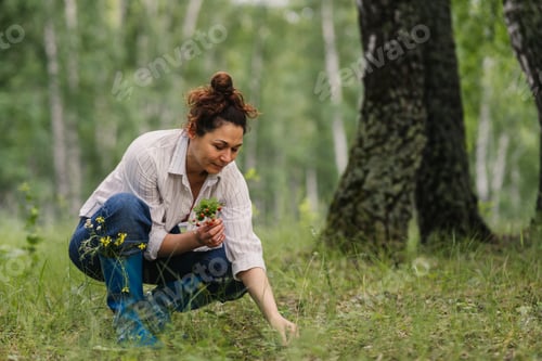 Preview: Woman picking wild strawberry in forest on summer day outdoor natural scene