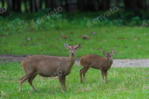 Preview: wild deer in Thailand national Park