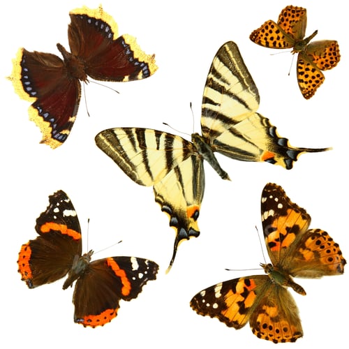 Preview: Butterfly group