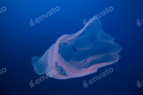 Preview: Underwater view of siphonophora, Roca partida, revillagigedo, colima, mexico