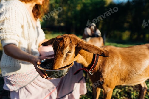 Preview: Nubian goats being fed oats by a caring woman on an eco-friendly farm