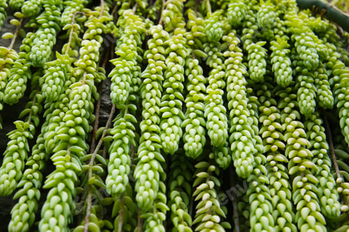 Preview: Sedum morganianum, beautiful succulent plant