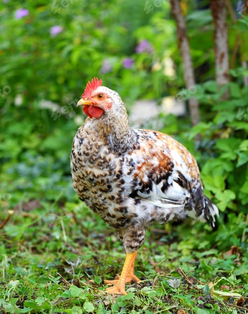 Preview: Hen in field organic farm. Free range chicken on a farm yard.