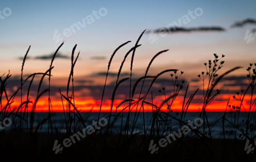 Preview: Black silhouettes of grasses against the background of a bright sea sunset.the wind moves the grass