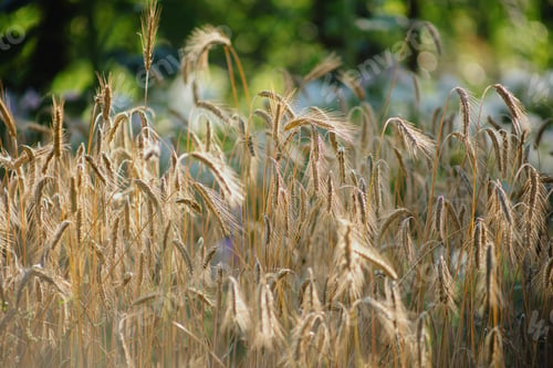 Preview: wheat ears grow in farmer's field, grow crops for production of flour and food.