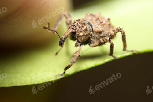 Preview: Tiny Brown Weevil On Green Leaf Macro