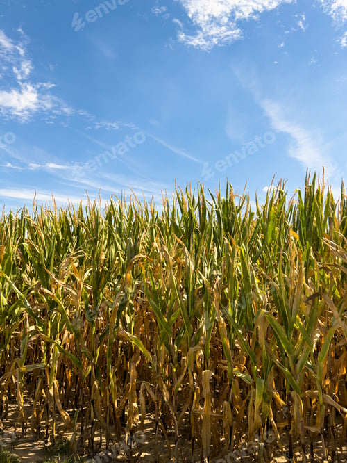 Preview: shot of corn field on farm on summer morning