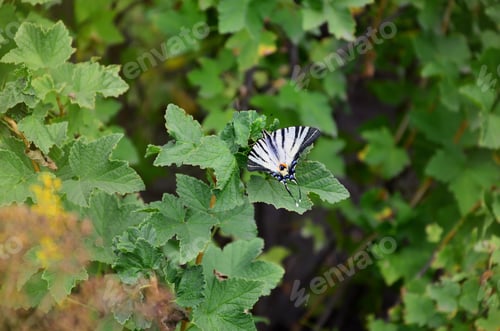 Preview: Scarce swallowtail Iphiclides podalirius rare european butterfly is sitting on the bushes