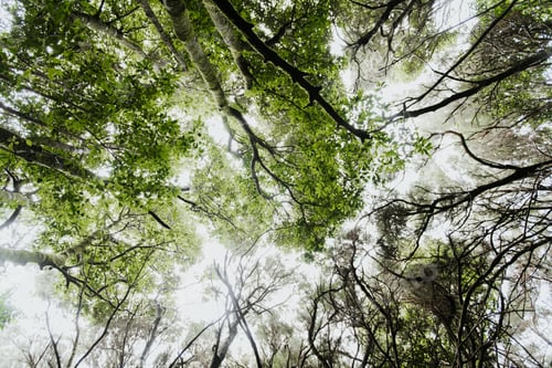 Preview: Green treetops in forest