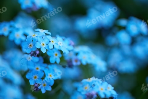 Preview: Serenity in Blue: Close-Up of Forget-Me-Nots