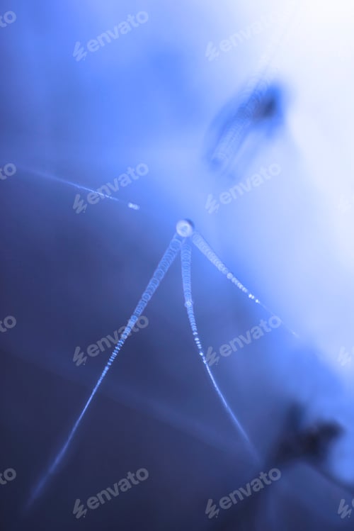 Preview: Tender dry leaves in blue light effect