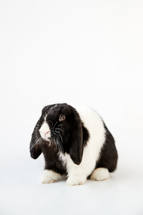 Preview: Studio Portrait Of Miniature Black And White Flop Eared Rabbit Sitting On White Background
