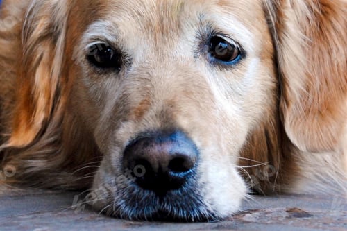 Vista previa: golden retriever, dog, pet, retriever