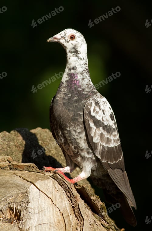 Preview: Dove, pigeon, columba, columbus, palumbes, palumbus.