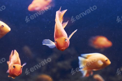 Preview: Heros severus. Underwater close up view of tropical fishes. Life in ocean