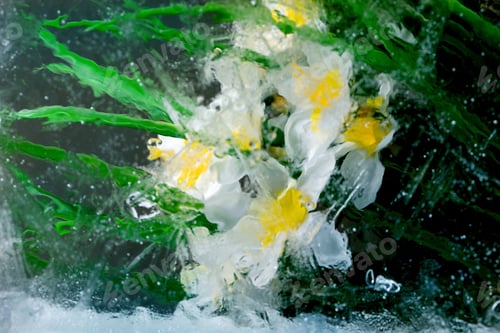 Preview: Beautiful flowers in ice
