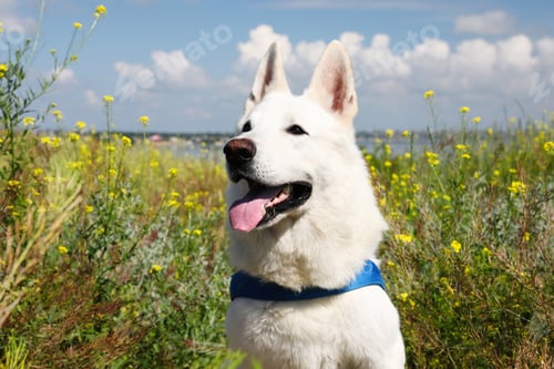 Preview: Cute white Swiss Shepherd dog in park