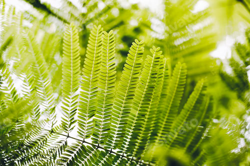 Preview: Close-up of Leaves of The Flame tree. Green leaf background concept. Natural environment wallpaper.