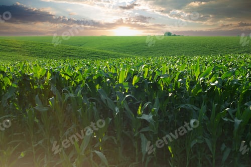 Preview: Green field of young maize stalks under blue sky in Ukraine