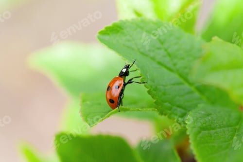 Preview: Ladybug