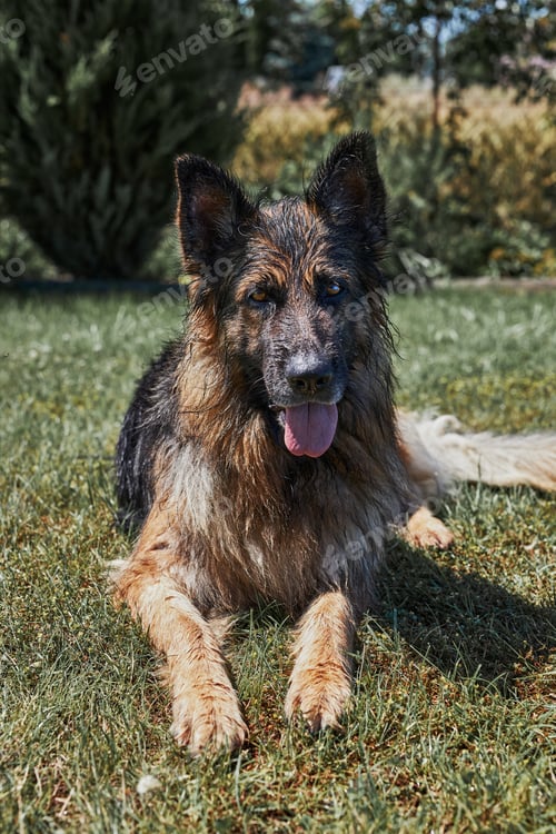 Preview: Dog sprayed with water on hot summer day laying on a grass in a home garden and looking at camera