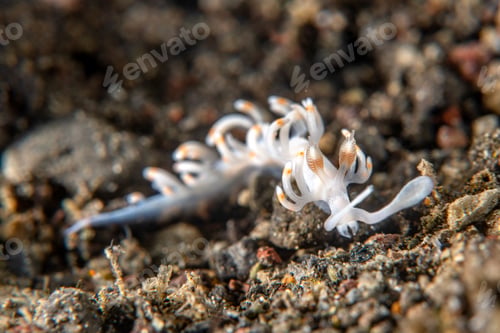 Preview: White translucent nudibranch snail