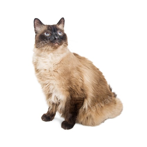 Preview: Siamese Crossbreed Cat Looking Up on White