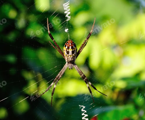 Preview: Closeup spider in its web