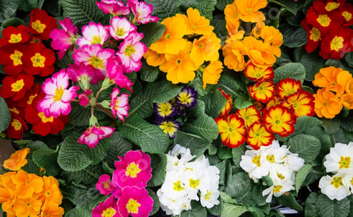 Preview: Bright background with lots of floral texture.