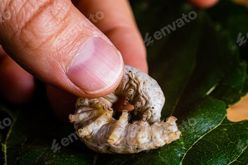 Preview: Bombyx mori, silkworm, on the palm of a person's hand.