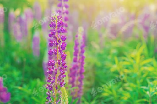 Preview: nature