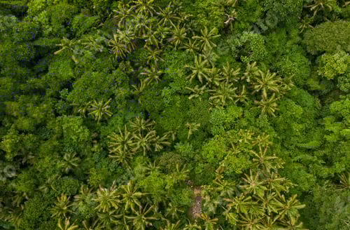 Preview: Overhead aerial birds eye view of tropical rainforest palm tree canopies in the lush green jungle